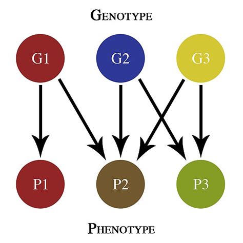 epitasi|Epistasis and Its Effects on Phenotype 